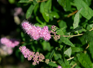pink flowers in the garden
