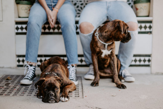 Adorable elegant boxers standing on leash and curiously