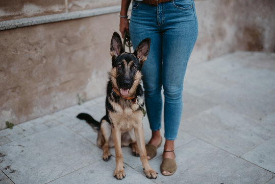 Cute german shepherd standing on cobblestone pavement with crop owner standing near
