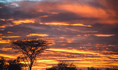 Amazing vibrant golden clouds of sunset sky above silhouette of dry trees in Ethiopia
