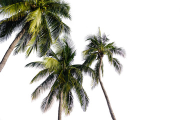 Naklejka na ściany i meble Coconut palm tree isolated on white background.