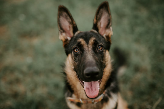 adult cute german shepherd sitting on grass of park looking at camera