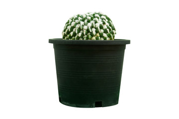 Cactus isolated on white background, succulents in black pot.