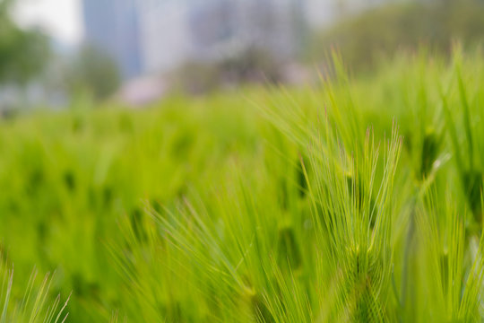 Close up shot of green grass