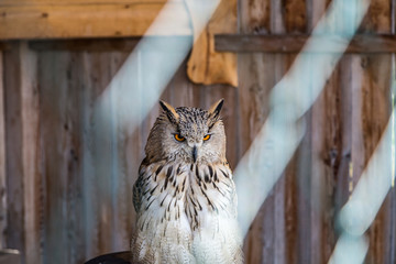 ein Uhu (Bubo bubo) sitze auf einem Stamm