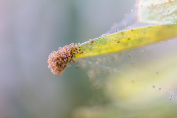 viele kleine Spinnmilben auf einer Pflanze
