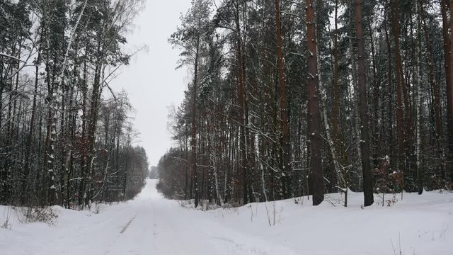 Snowy winter weather and coniferous pine forest. Road after snowfall with a lot of snow. Environment. Natural resources of the Earth