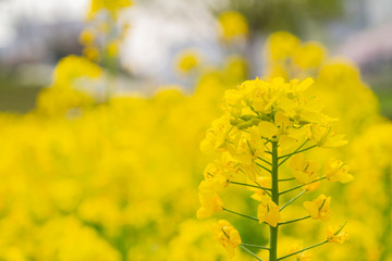 Close up shot of rape flower blossom