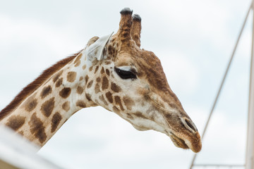 selective focus of giraffe against blue sky with clouds