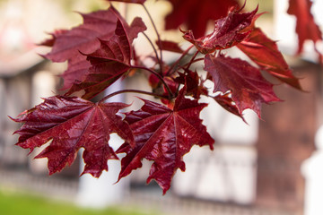 Autumn leaves on tree