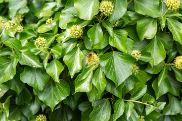 eine Wespe auf einer Blume (Wolfsmilchkraut)