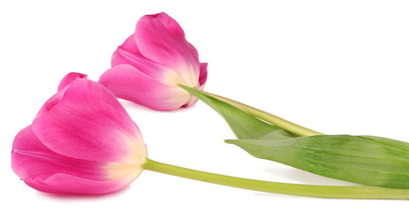 Tulips isolated on white background