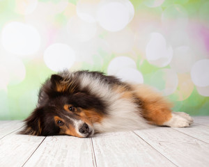 Shetland Sheepdog in Studio Portrait