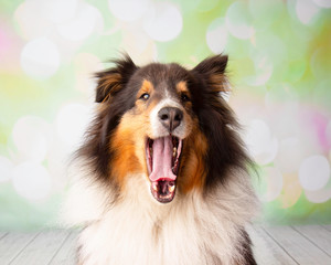 Shetland Sheepdog in Studio Portrait Yawning