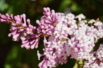 Lilac flowers on green background in spring. Blossoming. Close-up
