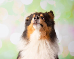 Shetland Sheepdog in Studio Portrait Catching Treats