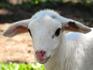 Obraz premium portrait of a sheep