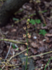 OLYMPUS DIGITAL CAMERA - WOODLANDS