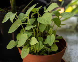 Physalis grow in pot when they are young