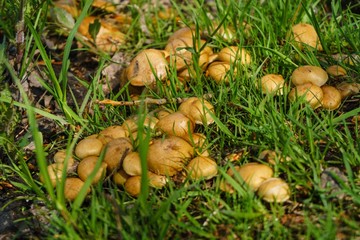 mushrooms in the grass