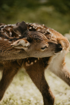 Close-up view of young doe licking its body in order to get clean in a sunny day