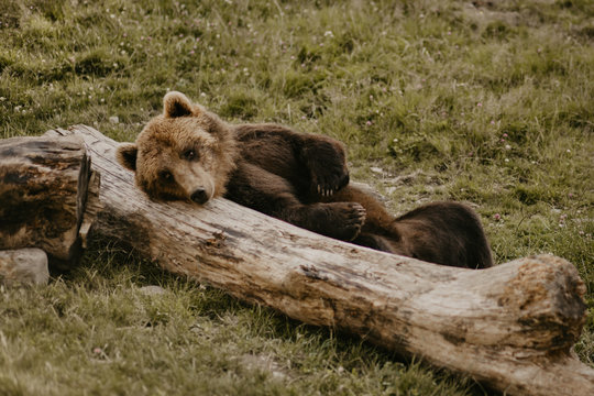 Furry brown beard leaning on fallen tree trunk in field
