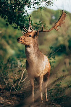 Portrait of young wapiti with large antlers standing against blurred background of nature