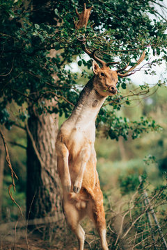 Portrait of young wapiti with large antlers rearing up against blurred background of nature
