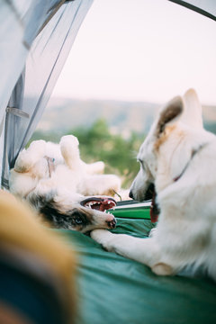 Loyal dogs guarding camping tent with anonymous tourist in countryside