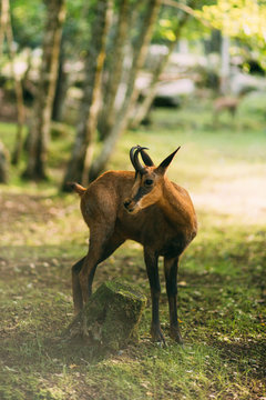Young wild gazelle standing near mossy stump on sunny day in grove