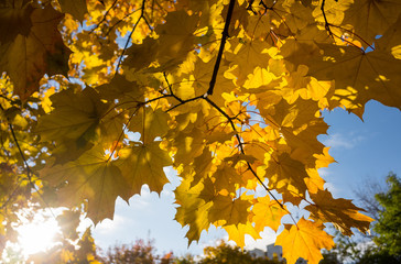 Yellow leaves on blue sky background