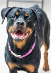 Fototapeta premium Portrait of a Dog / Rottweiler 