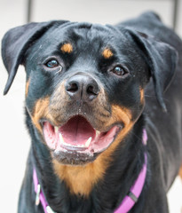 Obraz premium Portrait of a Dog / Rottweiler 