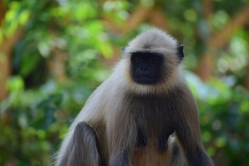 monkey motion face