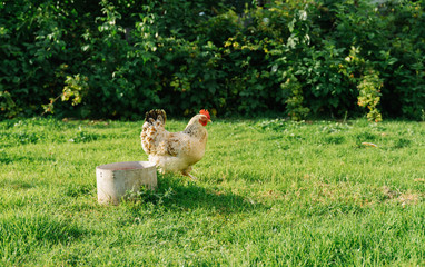 hen looking for food in the farm yard. hen stands on grass in garden and looking at camera. free-range chicken.
