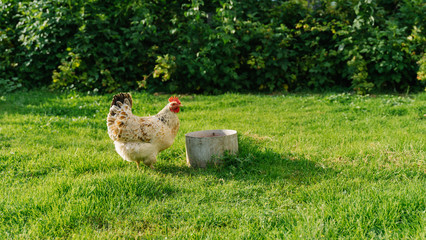 hen drinking water. white hen stands on grass in garden and looking at camera. free-range chicken.