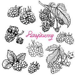 Raspberry. Hand drawn sketch black and white graphics elements