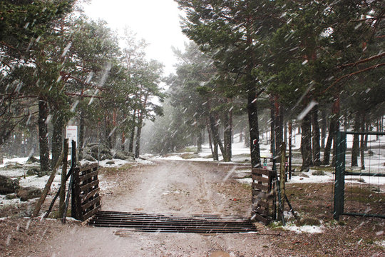 Countryside road with white snow going through quiet conifer forest