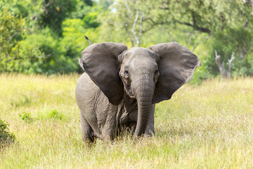 game reserve wildlife with african elephant