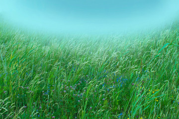 green grass background