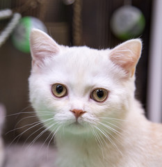 Portrait of cheerful joyful kitten breed Scottish Shorthair blue in silver. Selective focus. Pets Leisure Hobbies.