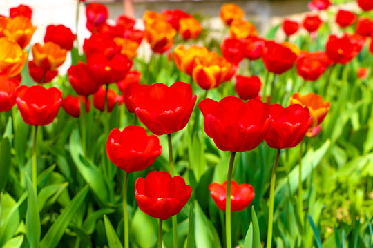 A group of red tulips in the park. Summer landscape.