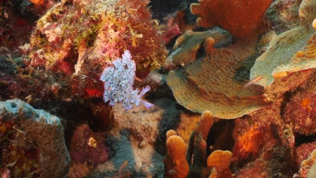 Seascape of coral reef in the Caribbean Sea around Curacao with Sea Slug, coral and sponge