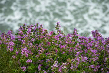 flowers on a background of blue sea