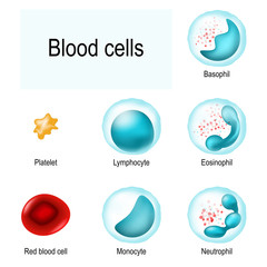 Blood cells. Red blood cells (erythrocytes), White blood cells (lymphocyte, eosinophil, neutrophil, basophil, monocyte), and Platelets (thrombocytes).