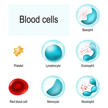 Blood cells. Red blood cells (erythrocytes), White blood cells (lymphocyte, eosinophil, neutrophil, basophil, monocyte), and Platelets (thrombocytes).