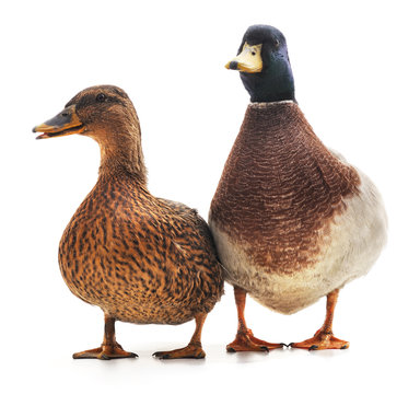 Two wild ducks.
