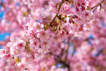 旧中川の河津桜　東京都江戸川区平井