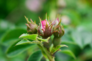 Wild rose flower. Rose hips bud. Bud blooming rose hips.