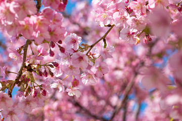 Naklejka premium 旧中川の河津桜 東京都江戸川区平井